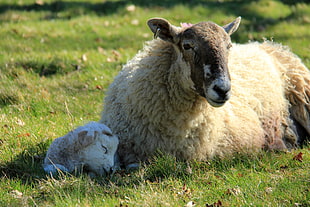 brown sheep lying on ground during daytime