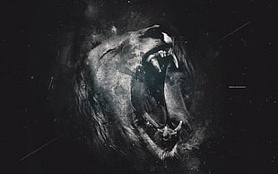 gray lion head photo HD wallpaper