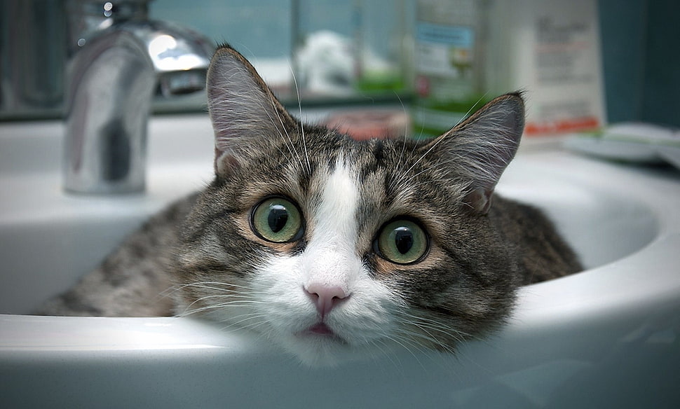 gray tabby cat on white ceramic sink HD wallpaper