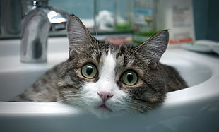 gray tabby cat on white ceramic sink