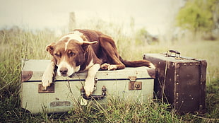 brown and white short-coated dog on white wooden case during daytime