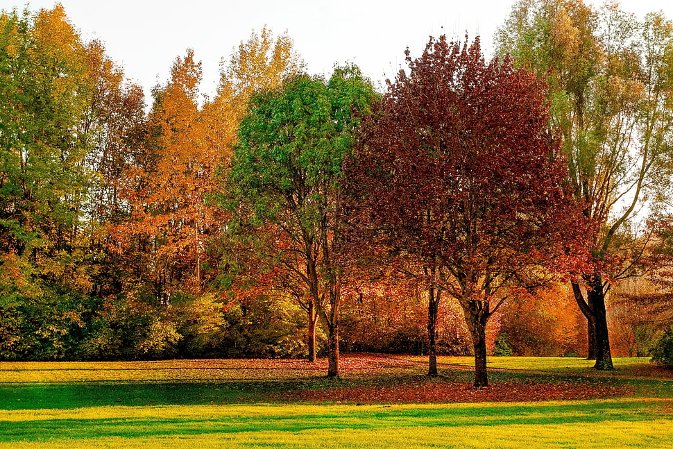 red, yellow and green leaf trees HD wallpaper