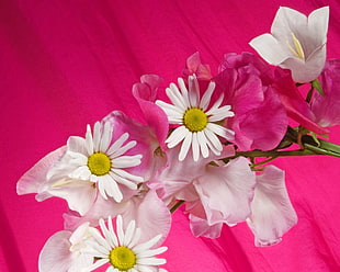 two white daisy flowers and pink petaled flowers
