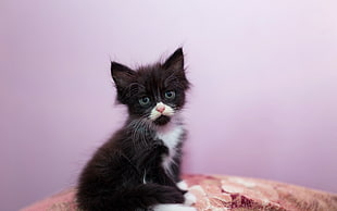 black kitten sitting on brown blanket HD wallpaper