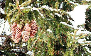 selective focus of pink pine cone HD wallpaper