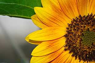 close-up photography of sunflower