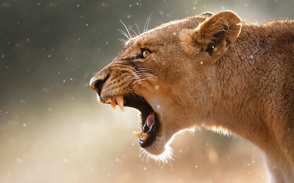 roaring lioness HD wallpaper