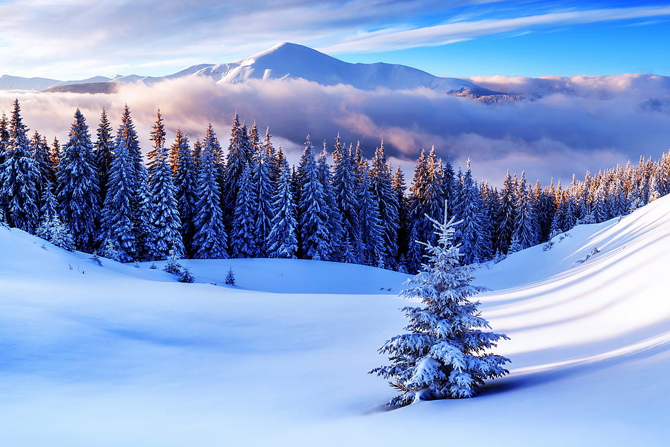 snow cap field with pine trees during daytime HD wallpaper