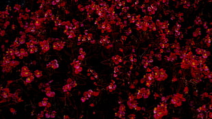 red petaled flowers, red flowers, garden