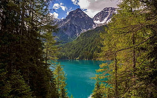 green trees near body of water, landscape, nature, lake, Italy