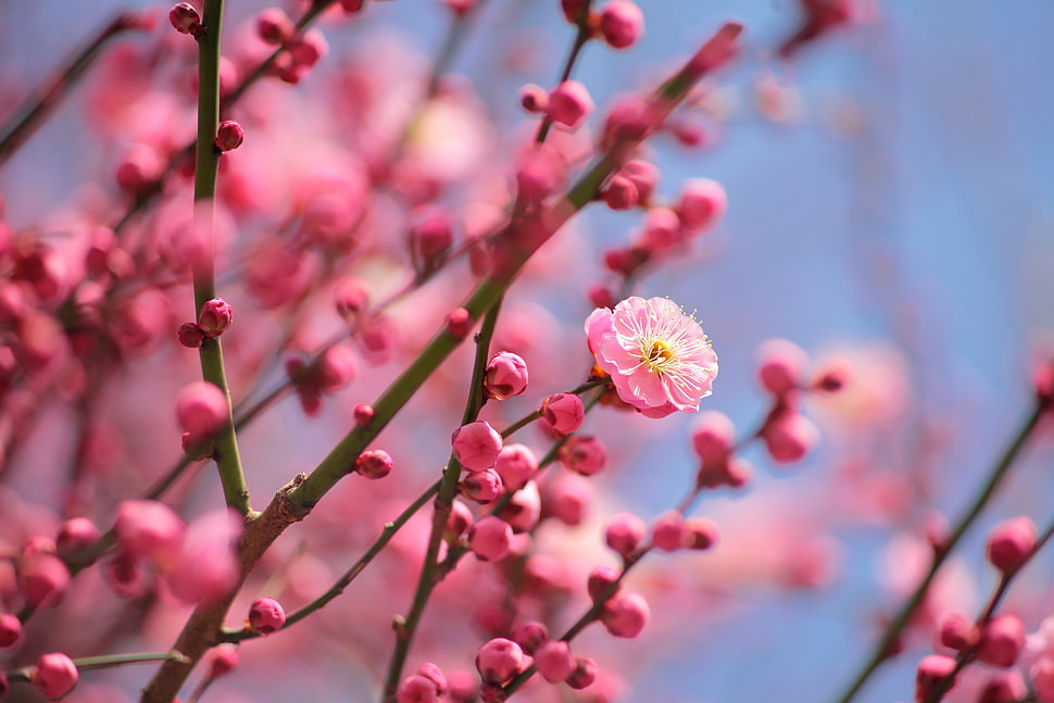 Cherry Blossom macro photography HD wallpaper