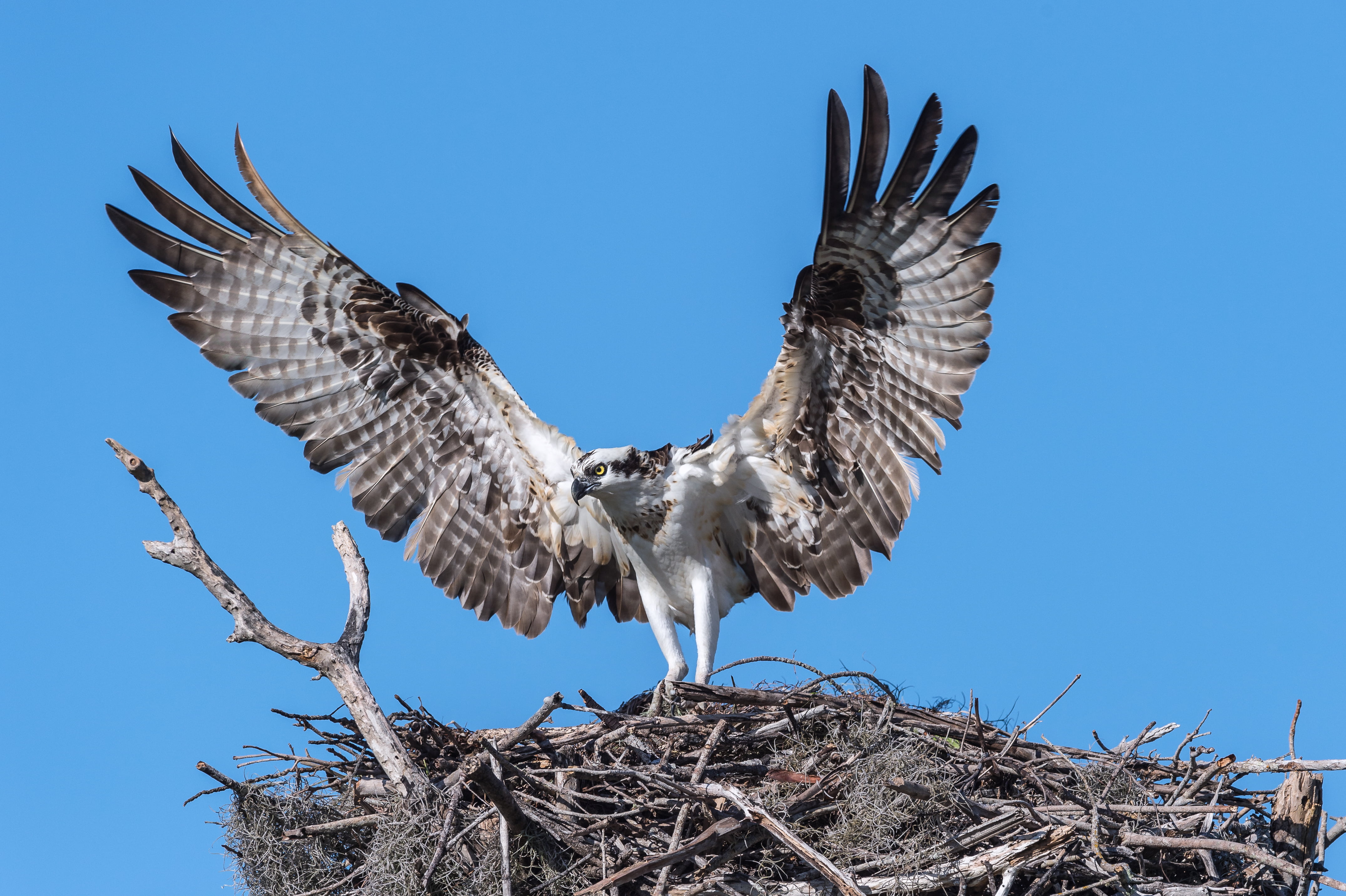 low angle photography of white and black hawk, osprey