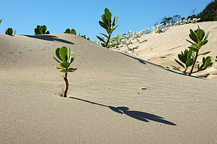 green plants in desert under clear blue sky during daytime