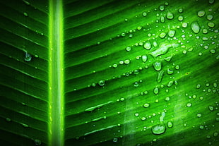 Green Banana Leaf With Substance of Clear Liquid