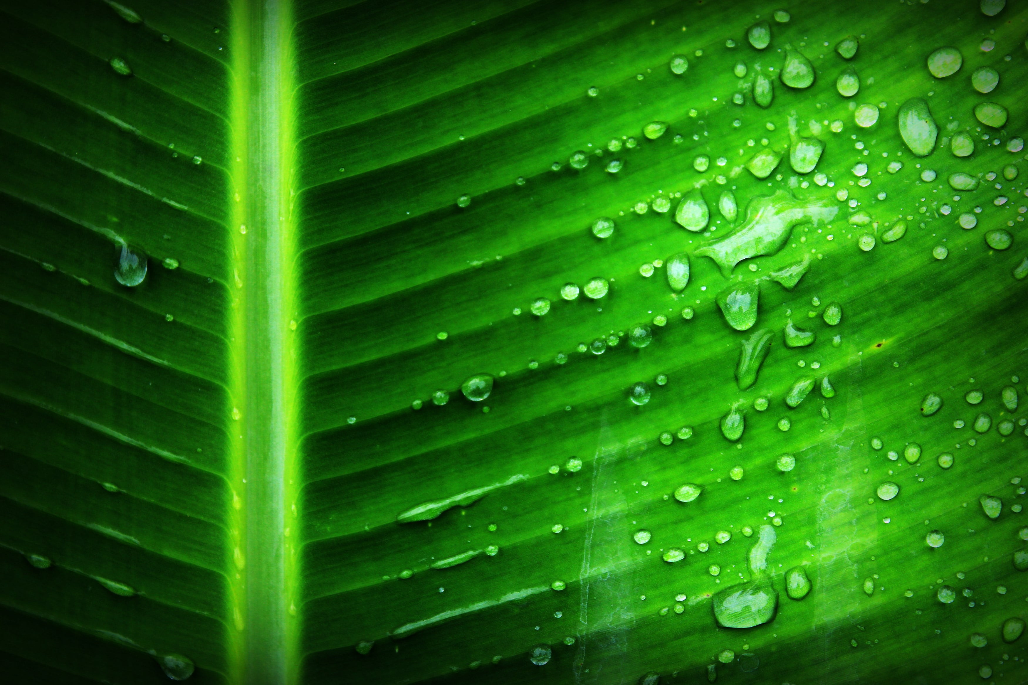Online crop | Green Banana Leaf With Substance of Clear Liquid HD