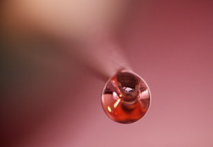close up photo of dewdrop