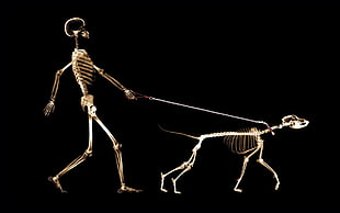 silver-colored necklace with earrings, x-rays, skeleton, dog, people HD wallpaper