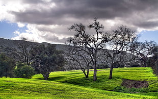 green trees on green grass field under gray cloudy sky