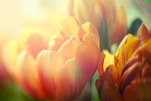 close-up photography of tulip