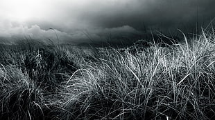 grayscale photograph of grass