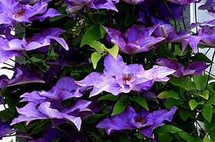 purple leaf plant HD wallpaper