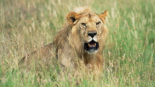 brown lion on green grasses during daytime