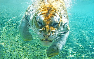 brown tiger, tiger, animals, underwater, nature