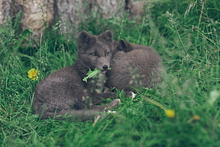 two gray wolf, Arctic fox, Lies, Grass