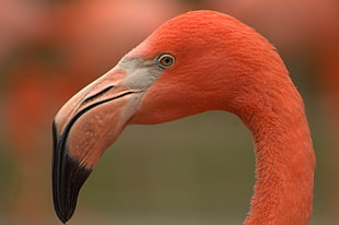shallow focus photography of pink flamingo HD wallpaper