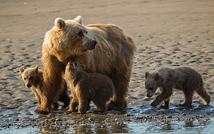 grizzly bear and three cubs close up photography