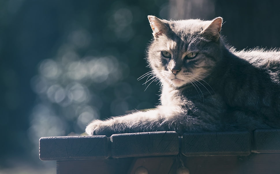 silver tabby cat, animals, cat HD wallpaper