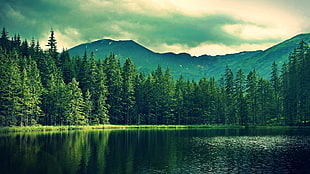 forest scenery, forest, lake, mountains, nature HD wallpaper