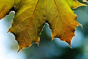 zoom-in photo of green and yellow palmate leaf