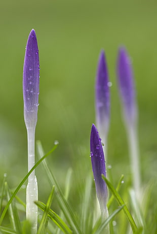 selective focus photo of purple buds HD wallpaper