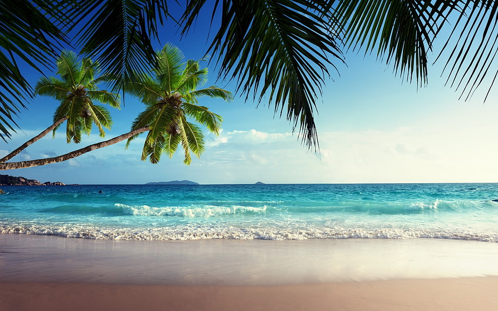green coconut tress and teal sea, beach, sand, palm trees, tropical HD wallpaper