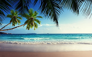 green coconut tress and teal sea, beach, sand, palm trees, tropical