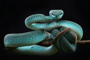 gray snake, animals, snake, reptiles HD wallpaper