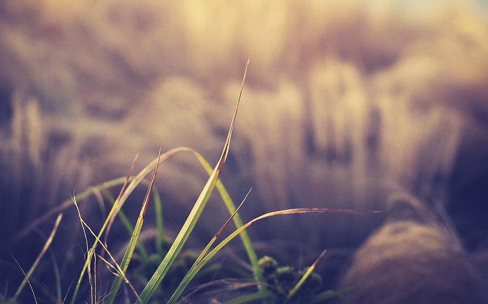 selective focus photography of green grass, macro, grass HD wallpaper