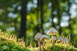 selective focus of mushroom on field