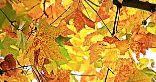 yellow and red maple leaves HD wallpaper