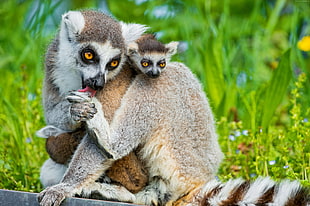 selective focus photography of two gray and brown lemurs