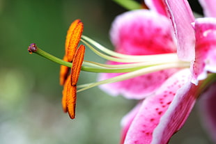close up photography of pink Lily flower