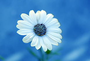shallow photograph of white flower HD wallpaper