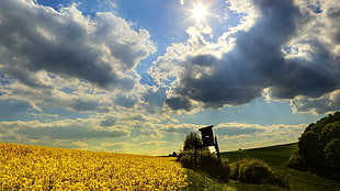field of yellow flower during daytime