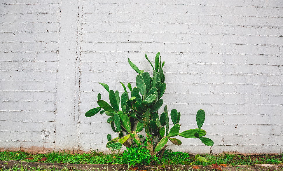 green leaf plant, Cactus, Flower, Wall HD wallpaper