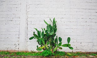 green leaf plant, Cactus, Flower, Wall