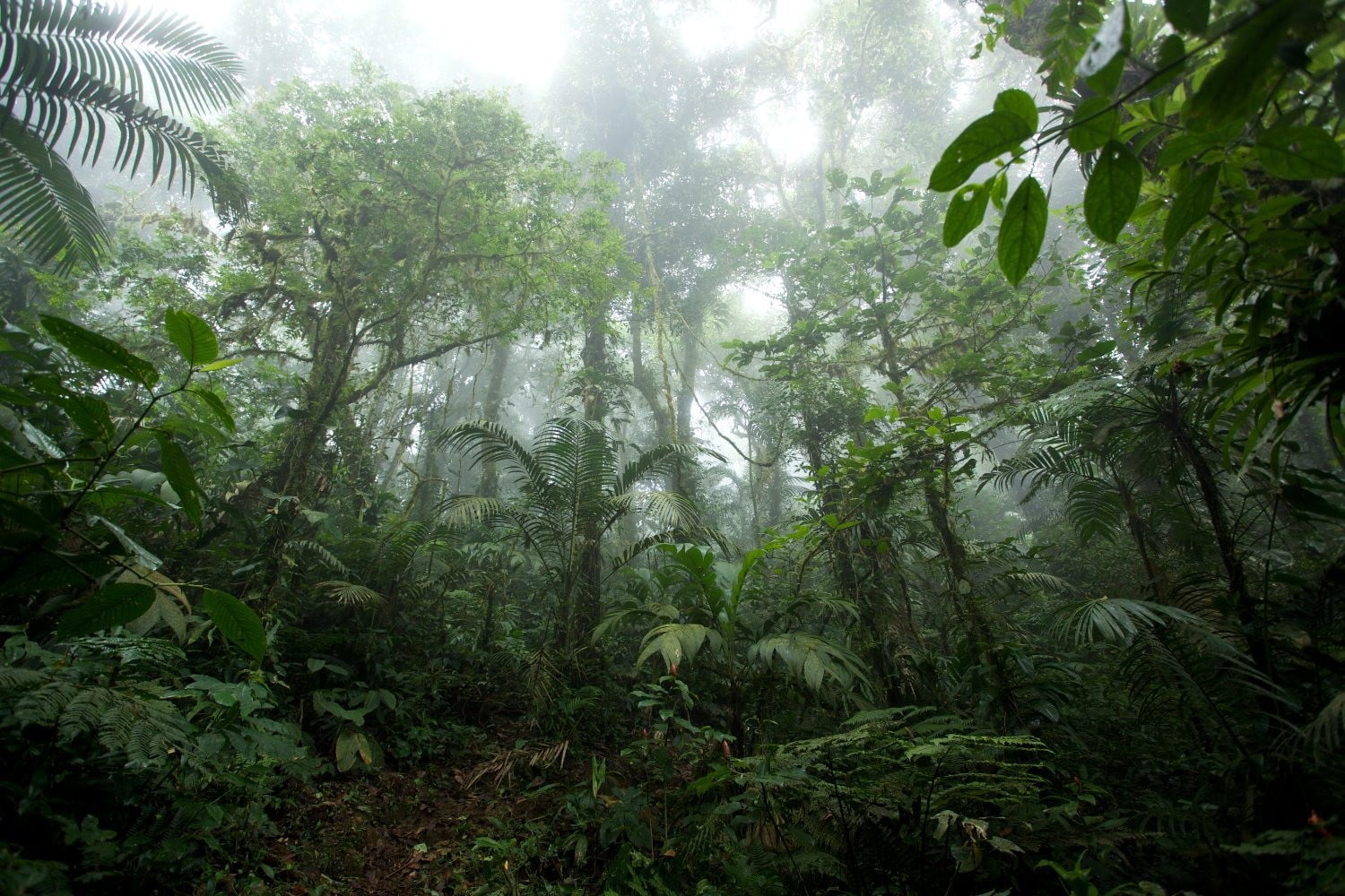 Сила джунглей. Тропические дождевые леса Индии. Тропические дождевые леса Африка. Тропические джунгли Индии. Джунгли Геншин Индия.