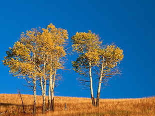 yellow tall trees during daytime