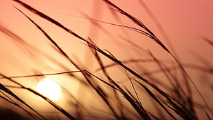 closeup photography of grass during sunset HD wallpaper