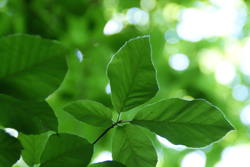green leaf plant HD wallpaper